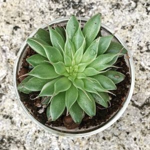 A succulent in an espresso cup